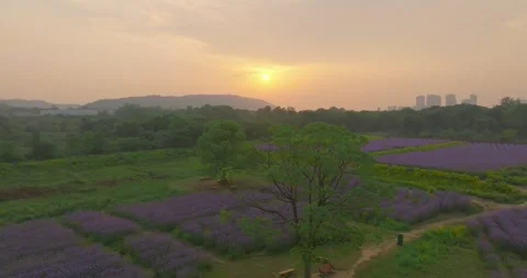 Aerial view of spring verbena Flower Sea in Wuhan Huabohui Stock Footage 241766083