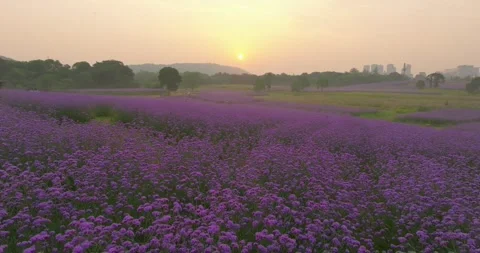Aerial view of spring verbena Flower Sea in Wuhan Huabohui Stock Footage 241766201
