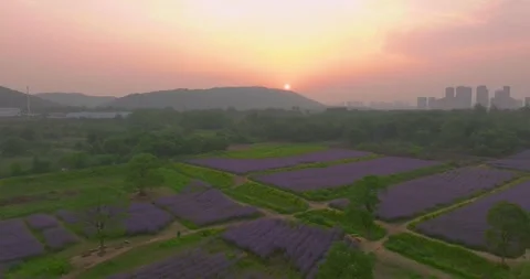 Aerial view of spring verbena Flower Sea in Wuhan Huabohui 库存影片 241766259