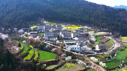 Aerial View of a Spring Village Surrounded by Cherry Blossoms in Full Bloom Video stock 341876250