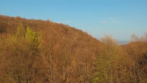 Aerial view of the springtime forest Stock Footage 88550585
