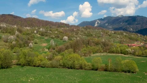Aerial view of the springtime forest Stock Footage 88590552