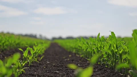 Aerial view of sprouting cornfield in symmetry and motion. Stock Footage 307618817