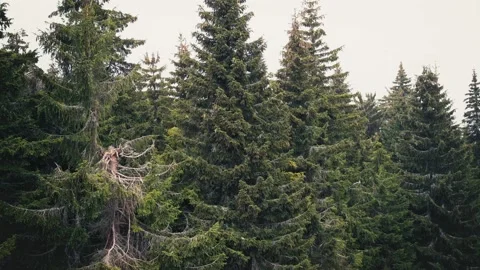 Aerial view of the spruce forest. Stock Footage 211309531