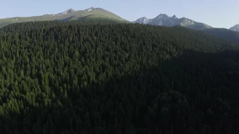 Aerial view spruce forest on hillside mountain range with peaks, Arkhyz Caucasus Stock Footage 165483729