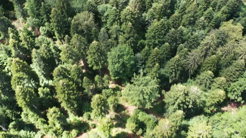 Aerial view of spruce tree forest Stock Footage 201298481
