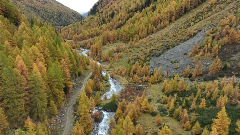 Aerial view, spruce tree, Susasca River, Grisons, Switzerland. Vidéo 289970065