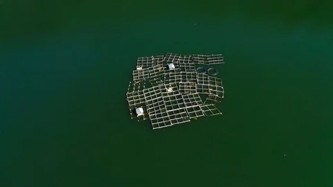 Aerial view of square bamboo fish farm. Lake Buyan in Bali, Indonesia. Stock Footage 127085213