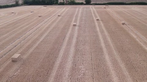 Aerial View Of Square Straw Bales In Harvested Wheat Field Stock Footage 342334754