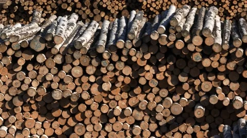 Aerial view. Stacks of birch logs in a lumber warehouse. Logging.  Stock Footage 219656511