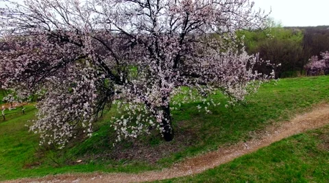 Aerial view of stand alone blumming cherry tree Stock Footage 62409012