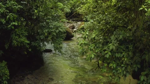 Aerial view start down at a tropical river and moving up to the tree canopy Video stock 146351826