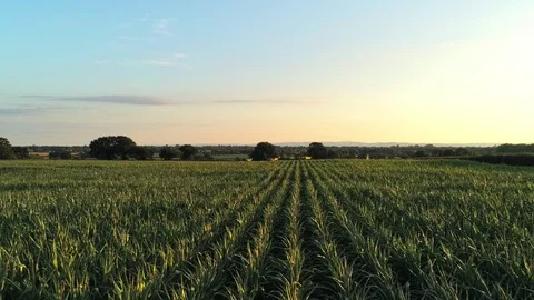 Aerial view, static hover above fresh leaves of green corn field Stock Footage 92708935