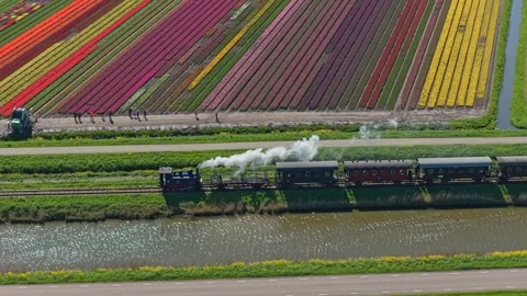 Aerial view of steam train passing colorful tulip fields in netherlands Stock Footage 340348071