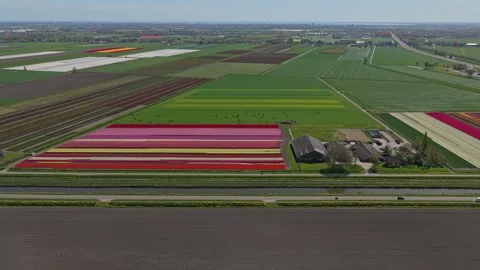 Aerial view of steam train passing colorful tulip fields in netherlands Stock Footage 341524004