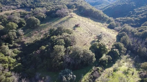 Aerial view of steep hillside slope field in forest under afternoon light Stock Footage 337459402
