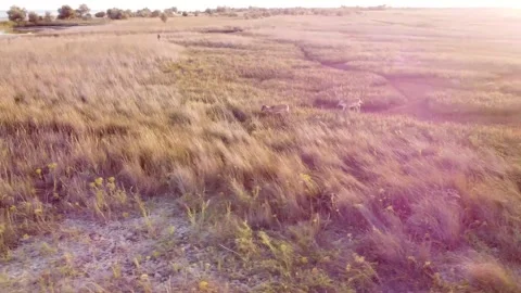 Aerial view of the steppe with two deer that came in the summer Stock Footage 148138043