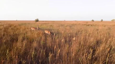 Aerial view of the steppe with two deer that came in the warm summer Stock Footage 148138044
