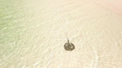 Aerial view of stingray glides through clear waters of Dominican Republic Island Stock Footage 305425911