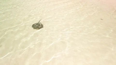 Aerial view of stingray glides through clear waters of Dominican Republic Island Stock Footage 305425926