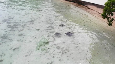 Aerial view of stingrays in crystal clear shallow water of Huahine island Stock Footage 91038688