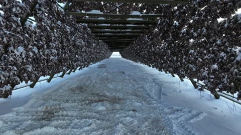 Aerial view of stockfish drying racks in Svolvaer, Norway. Stock Footage 344956181