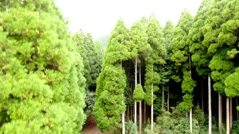 Aerial View of the Stone Paved Road of Sankin-kotai in Aso Vídeos de archivo 332953433