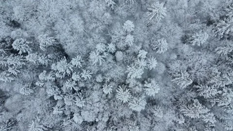 Aerial view of Stora Kasjon forest in Ojersjo, Sweden. Stock Footage 340038445