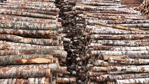 Aerial view. Storage of birch logs in a lumber warehouse. Logging. Production  動画素材 233852554