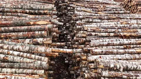 Aerial view. Storage of birch logs in a lumber warehouse. Logging. Stock Footage 233852680