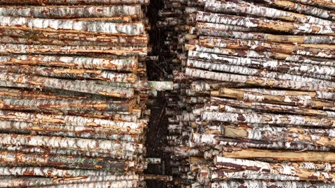Aerial view. Storage of birch logs in a lumber warehouse. Logging. Stock-Footage 233852728