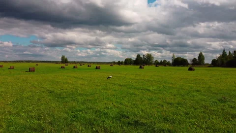 Aerial View of a Stork Standing in a Field with Haystacks Stock Footage 304828766