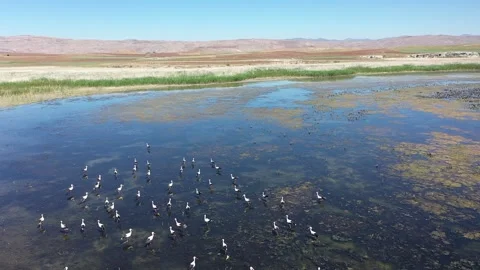 Aerial view of storks walking on mossy lake Stock Footage 294067090