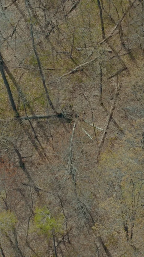 Aerial View Storm Damaged Forest Fallen Trees Wisconsin Spring Windstorm Stock Footage 336762240