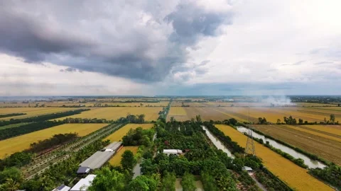 Aerial view of stormy dark clouds over golden rice fields in harvest season Stock Footage 337756922