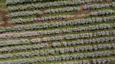 Aerial view straight down of apple and peach trees with blossoms. Stock Footage 106788551