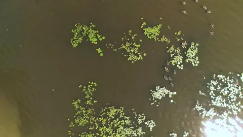 Aerial view straight down over river showing Canadian geese 動画素材 136425929