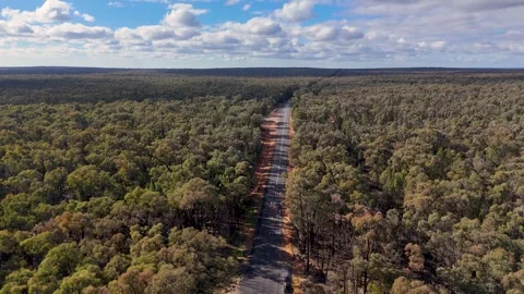 Aerial View of Straight Outback Road Through Eucalyptus Forest 库存影片 341455026
