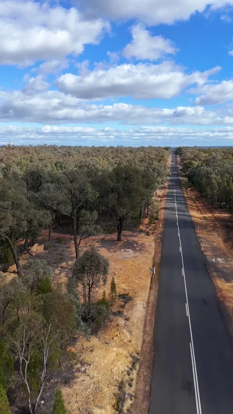 Aerial View of Straight Outback Road Through Eucalyptus Forest 库存影片 341644313