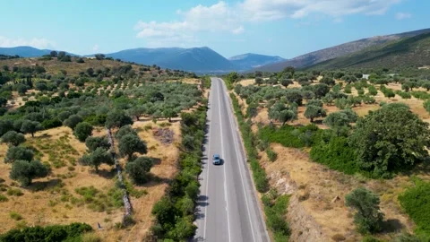 Aerial View of a Straight Road Through Mediterranean Olive Groves 스톡 동영상 333142172