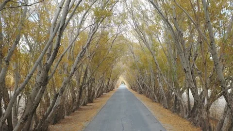 Aerial view of a straight road through an autumn tree tunnel in Taxkorgan Vídeos de archivo 345022646