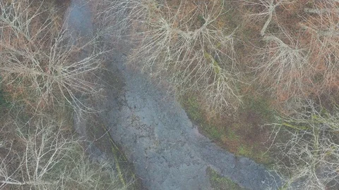 Aerial View of Stream Flowing Through Forest in Oregon Stock Footage 122544585