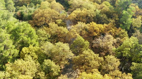 Aerial view of stream in forest. 4K Footage in Turkey Stock Footage 209648952