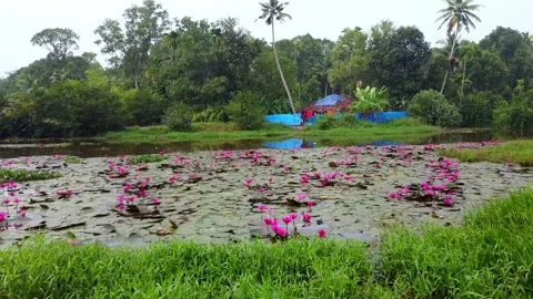 Aerial view of a stream full of red lotuses in bloom. A beautiful view from a Stock Footage 297682958