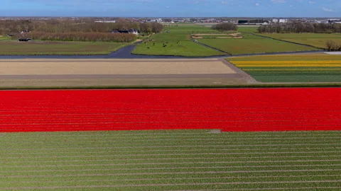 Aerial view of striking red tulip field strip crossing geometric agricultur.. Stock Footage 337072137