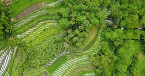 Aerial view of Striped pattern on vegetable plantation. Rural landscape of Stock Footage 228418090