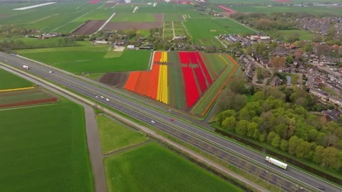 Aerial view of striped tulip fields running along busy road in Holland Stock Footage 313166797