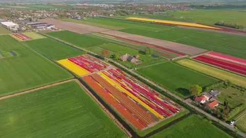 Aerial view of striped tulip rows and farm along narrow Dutch road Stock Footage 313367234