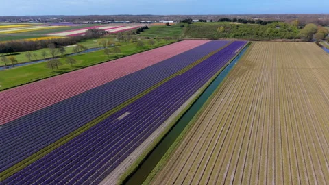 Aerial view of structured Dutch flower fields with neat rows of vibrant pink Stock Footage 335792334