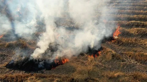 Aerial view of stubble burning or crop burning . Burning dry grass after harvest Stock Footage